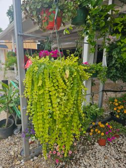 Creeping Jenny Beautiful And Healthy HANGING BASKETS PLANTS ARRIVED. $14 each