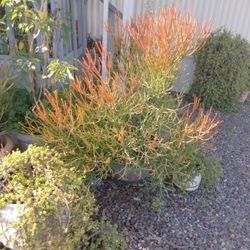 Fire stick Plant It Very Large Plant It's Healthy Very Bushy Beatiful