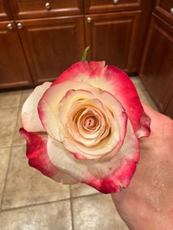 Sweetness Rose