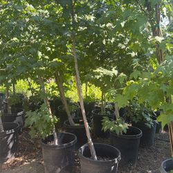Sycamore Tree