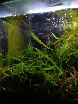 Cherry plants
