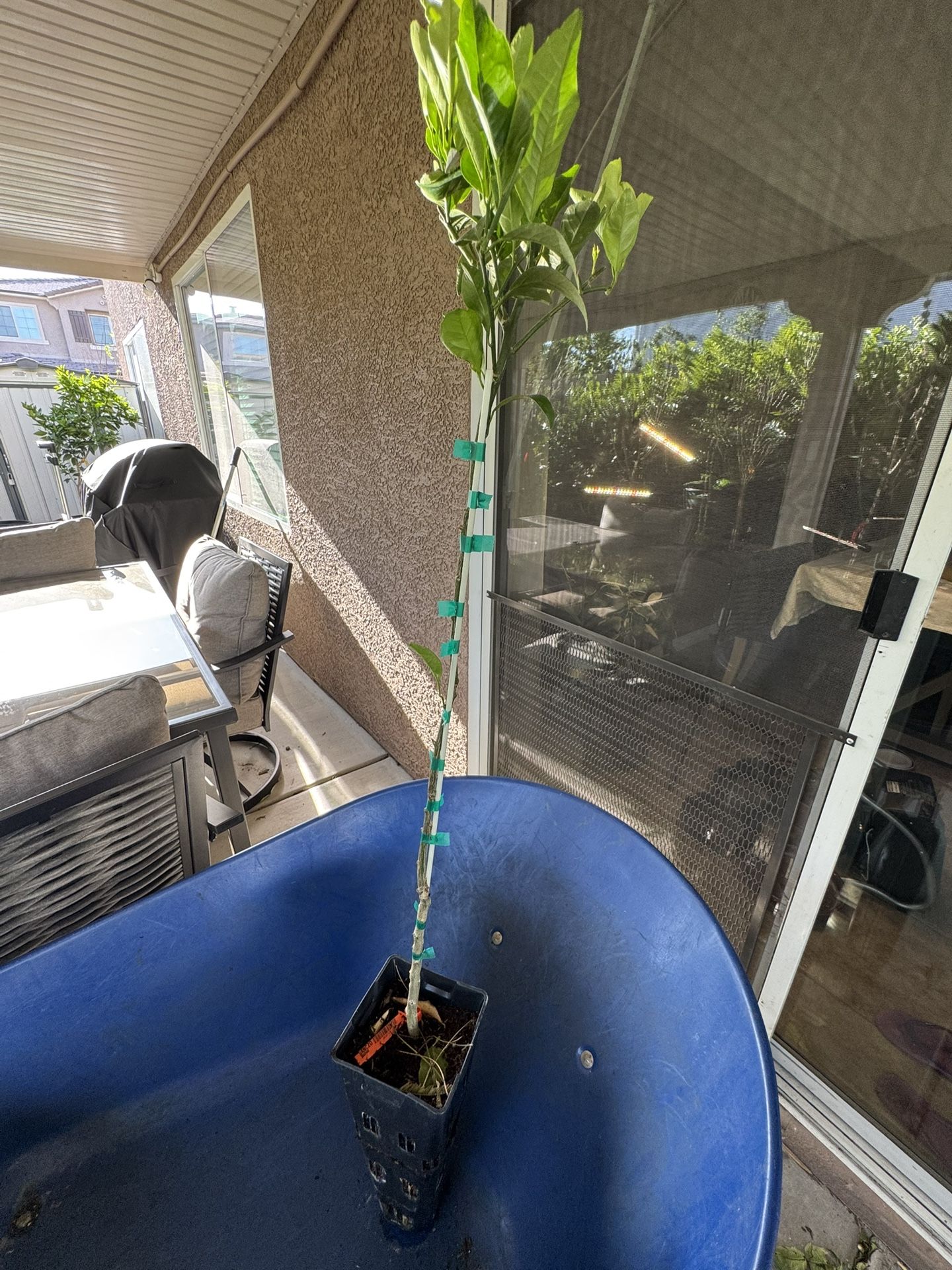 Sanguinelli Blood Orange Tree