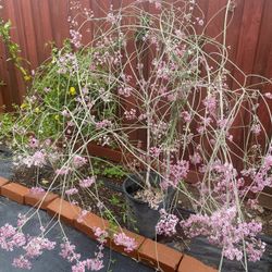 Flower Bush