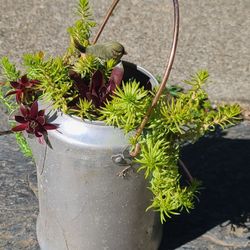 Vintage Coffee Pitcher With Succulents And A Bird Figurine 