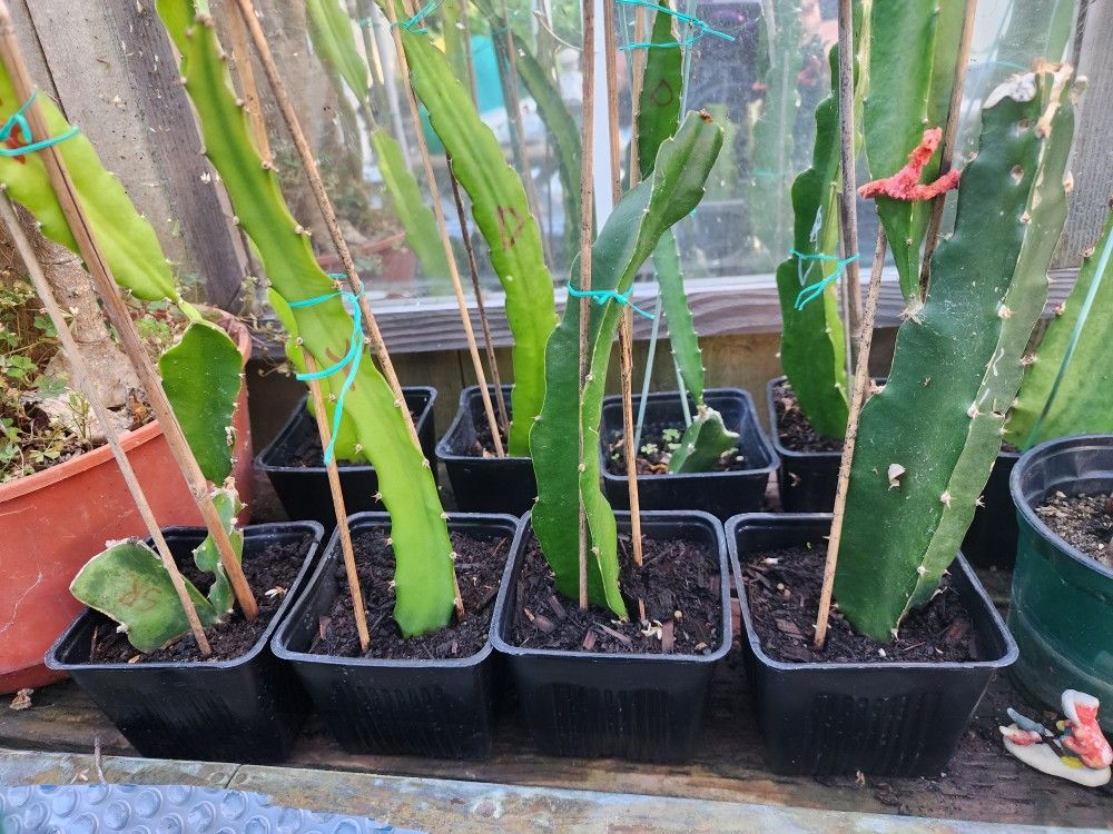 Dragon Fruit Plant. "Palora" Yellow " ,  8* to 10" in Small Pot