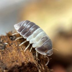 Panda King Isopods 10ct