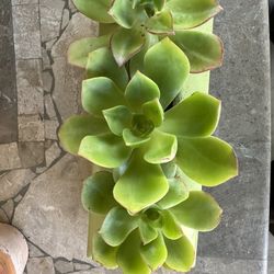 Beautiful Succulents In Green Planter