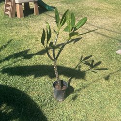 Plumeria 