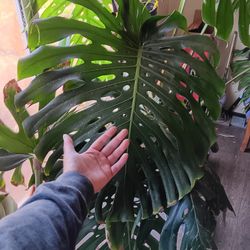 Monster.... ..plant