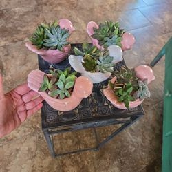 Small Ceramic Birs Pots With Live Succulents