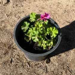 Pink Geranium Flower Plant 
