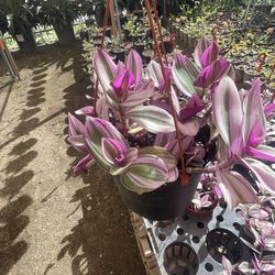 🌞🌞🌞 Succelents and hanging Succelents