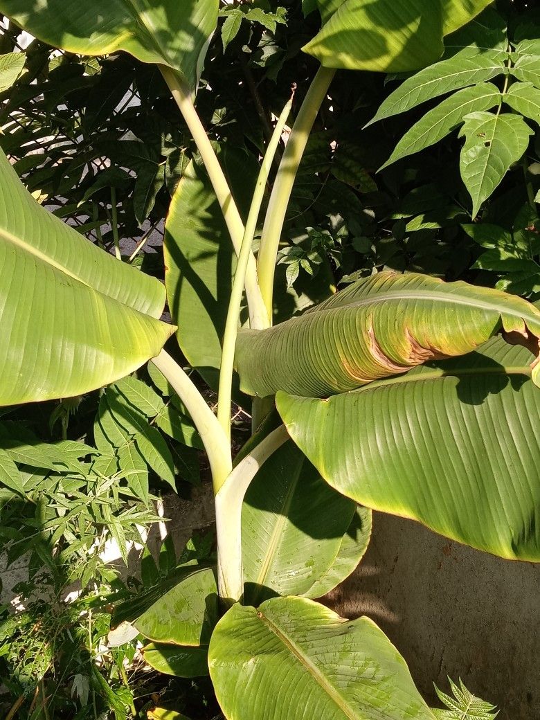 Platano Manzano y Platano Double Mahoi