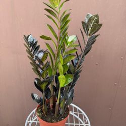 6” raven zz plant 