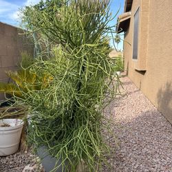 Succulent Extra Large Fire Stick