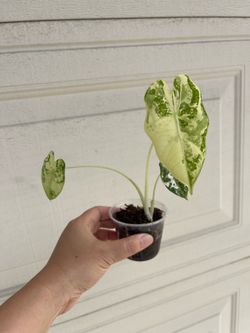 Variegated Alocasia Frydek plant