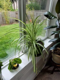 Light Green In Med Ceramic Pot