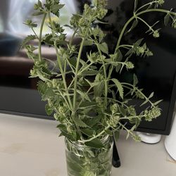 Fresh Catnip 