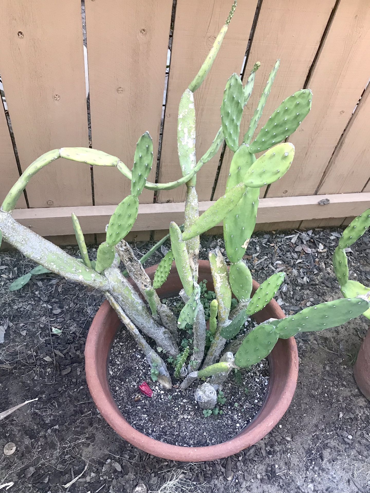Large Prickly Pear Cactus Plant In Terra Cotta Pot