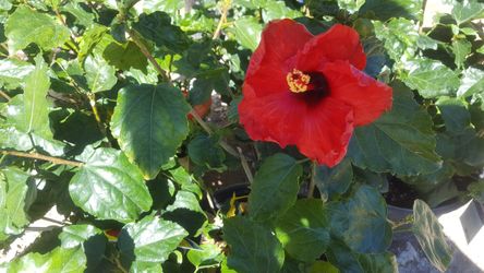 Hibiscus