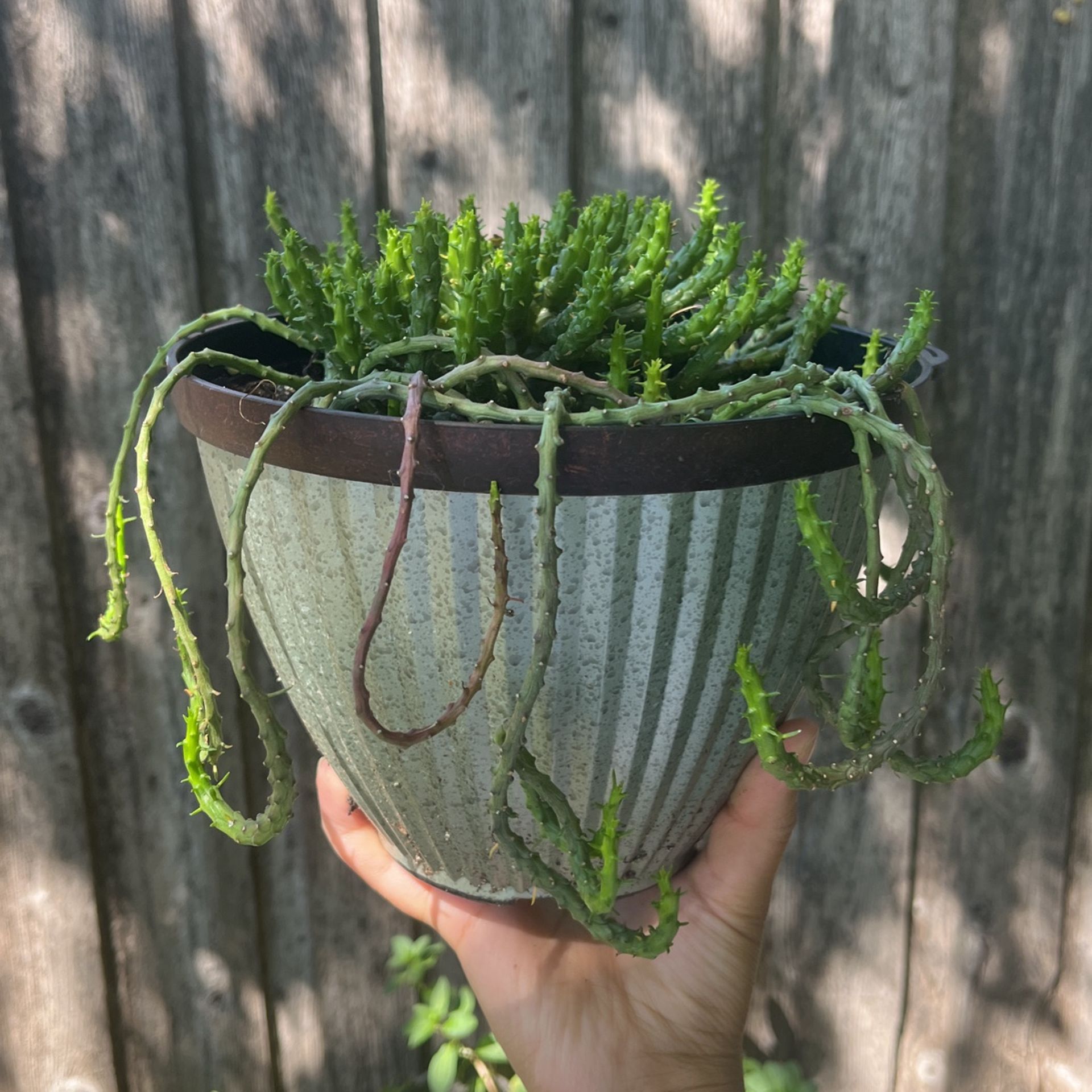 Euphorbia Medusa Head Cactus Succulent 