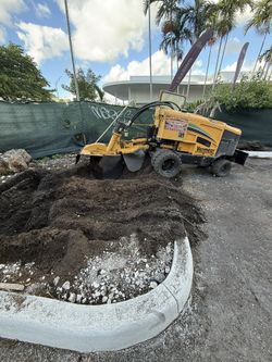 Stumps Palms And Trees Removed 