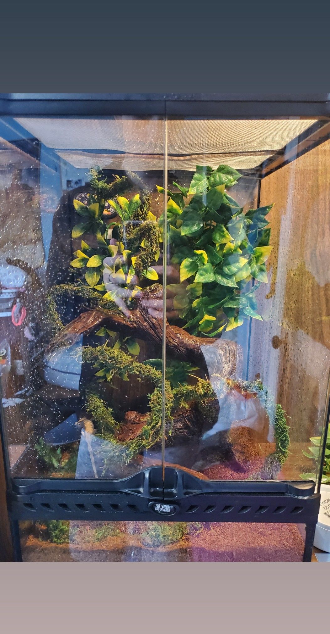 Gecko enclosure