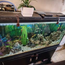 Fish Tank 