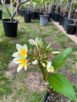 Beautiful Blooming Plumeria