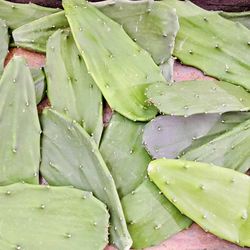 (20) Prickly Pear Cactus Pads / Nopales / Tuna