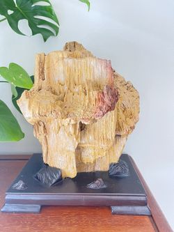 Rare Fossil Tree From Myanmar