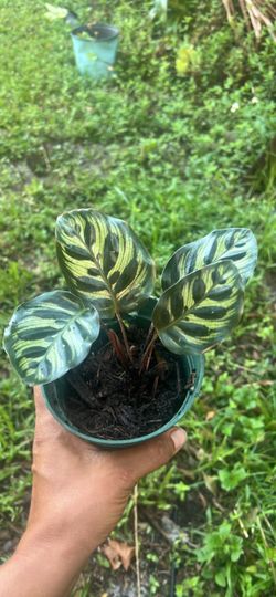Calathea house plant