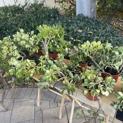 ‼️🪴 Selling All My PLANTS 🪴‼️