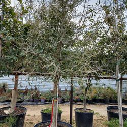Live Oak 45 Gallns 16ft Tall 