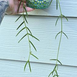RARE! Potted Hoya Linearis 