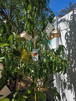 Grafted Pink Diamond Peach tree in a 15 gallon container