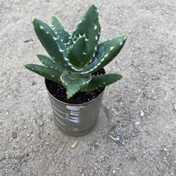 Aloe Succulent
