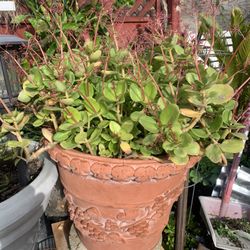 Plants  Pots For Sale Many Different From $5 And Up .