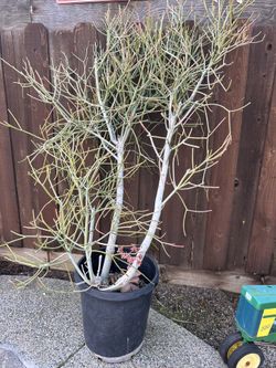 Pencil Stick Succulent, It’s About 6 Years Old Over 5ft Tall 