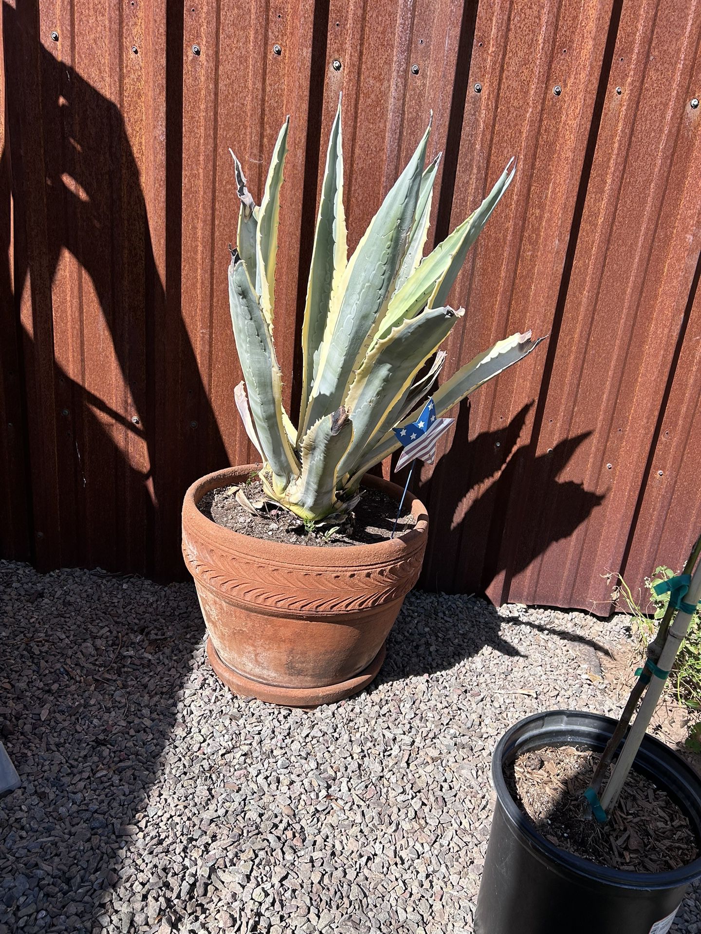 Giant Agave Plant  With Pot 