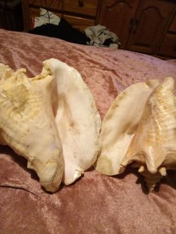 Sea shells