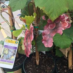 Concord Grape Seedling Plant In 1 Gallon Pot