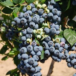 2gal Hello Darling Blueberries $10 Each