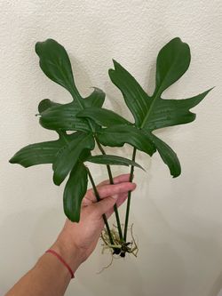 Philodendron Florida ghost cutting