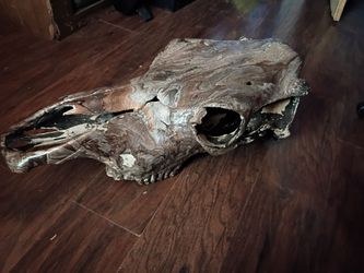 Painted North Western Skulls