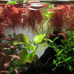 Rare Red Root Floater Aquarium Plant Floating Shrimp Fish Fry Tank Pond