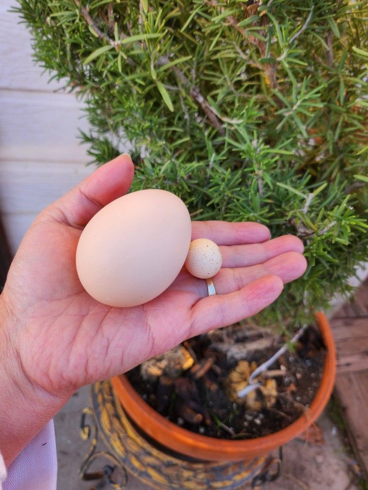 Farm Fresh Eggs