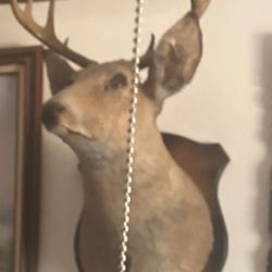 Deer Head