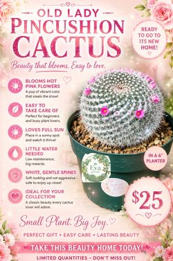 Old lady pincushion cactus 🌵🩷