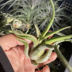 Airplants $5